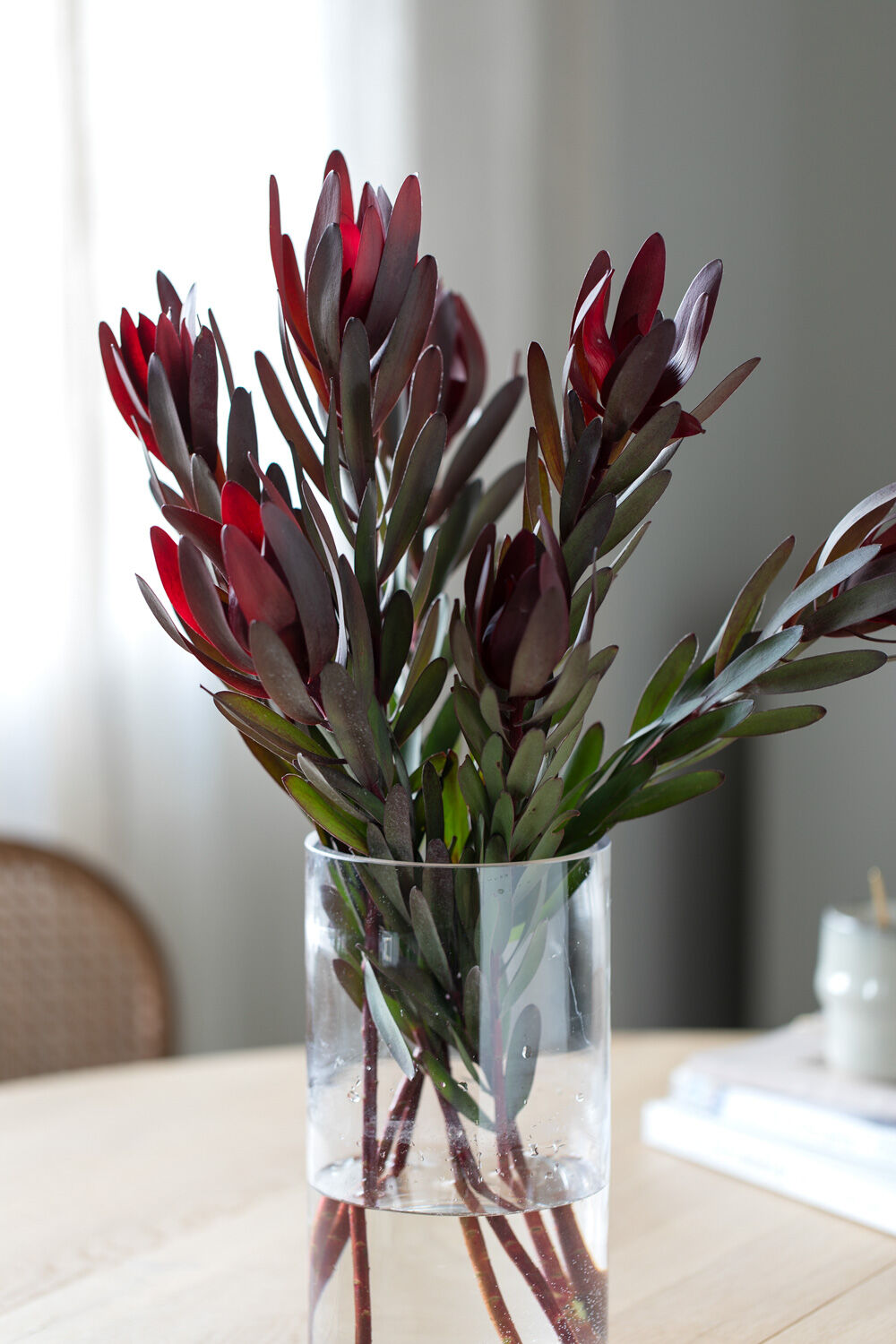 Leucadendron