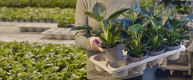 Miljøvennlige plantebrett