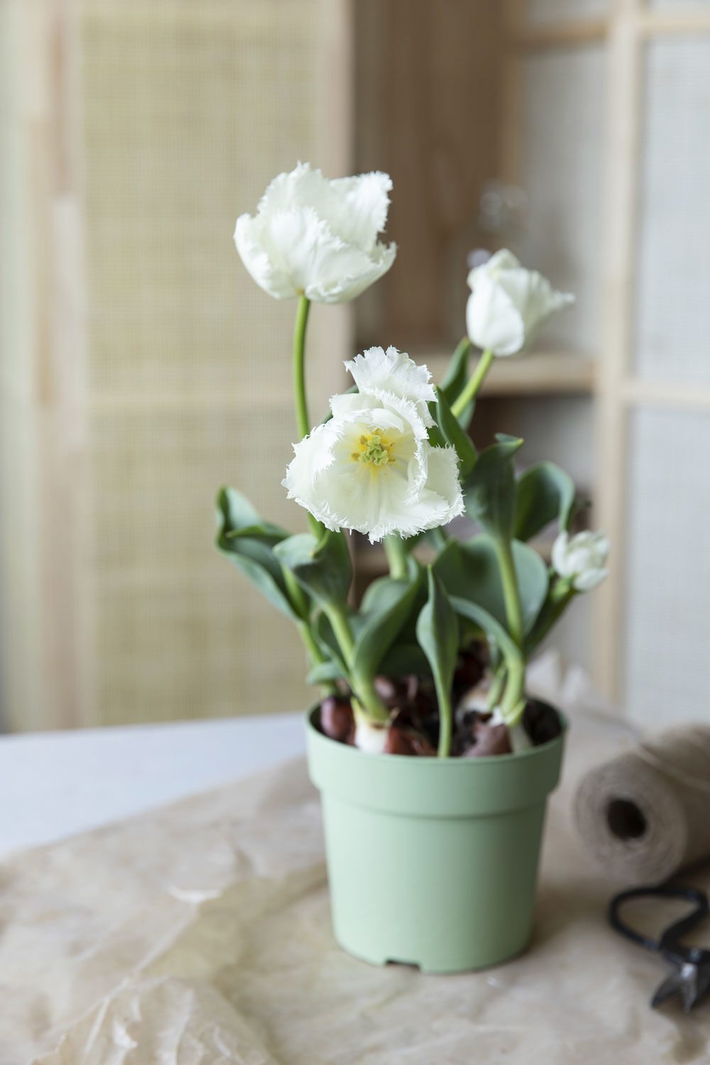 Tulipaner løkblomst Tulipaner løkblomst