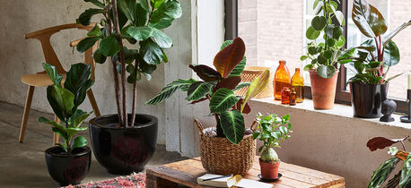 Grønne planter