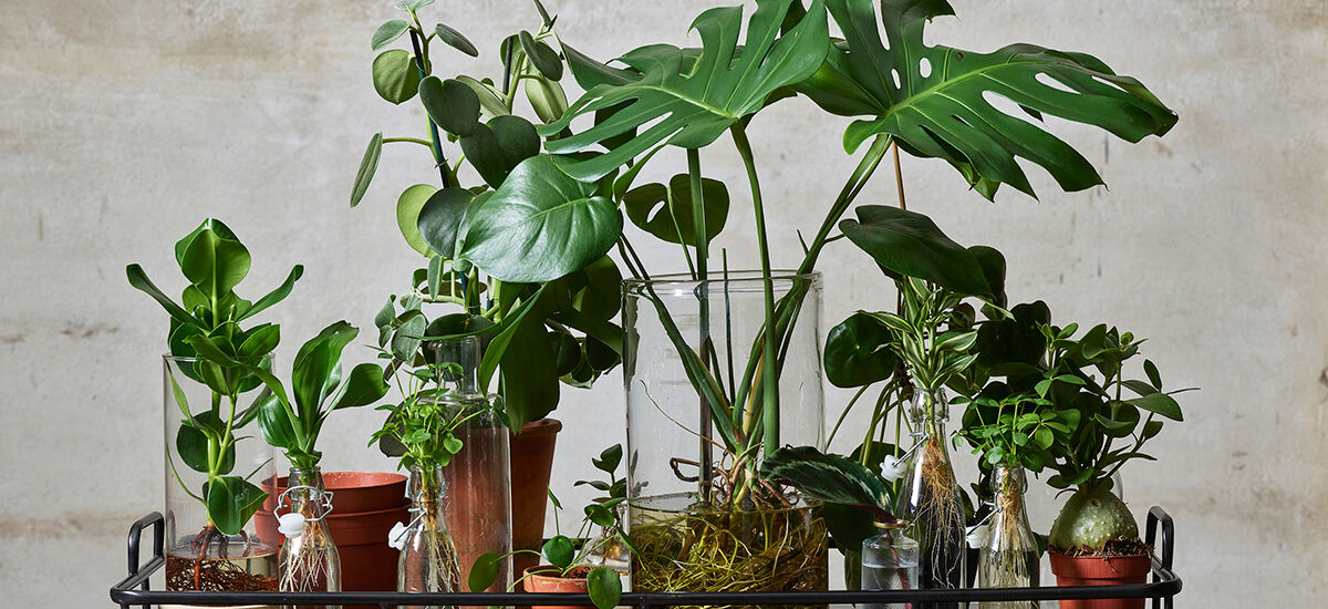 5 gode grunner til å ha grønne planter i huset