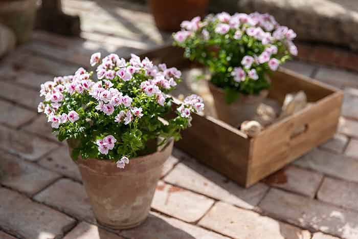 Engelsk pelargonia Engelsk pelargonia