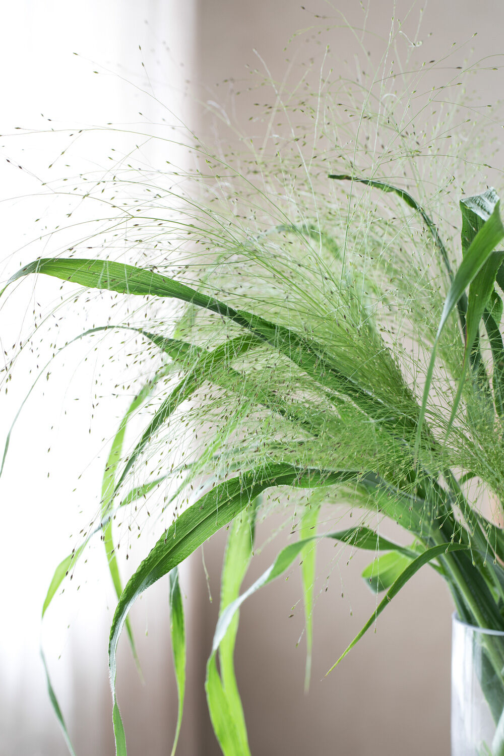 Panicum