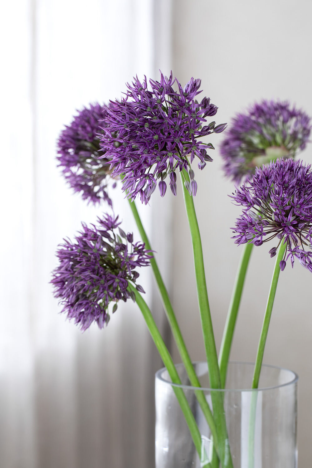 Allium