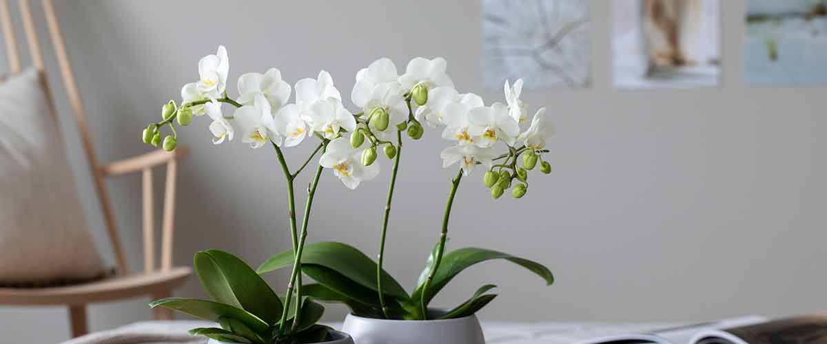 hvit phalaenopsis midi orkide