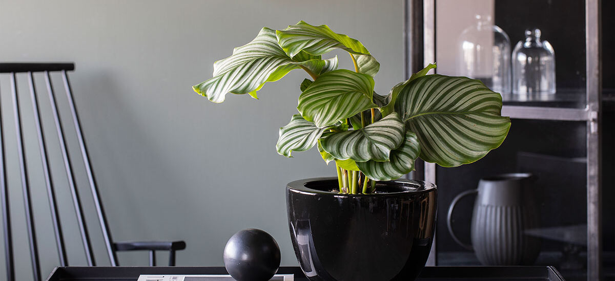 Favorittplanten Calathea Orbifolia