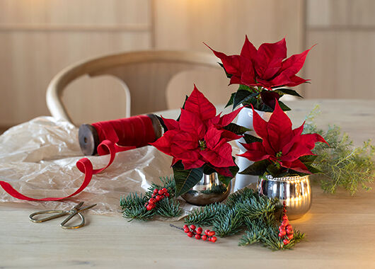 mini julstjerner til 3 for 2 mini julstjerner til 3 for 2