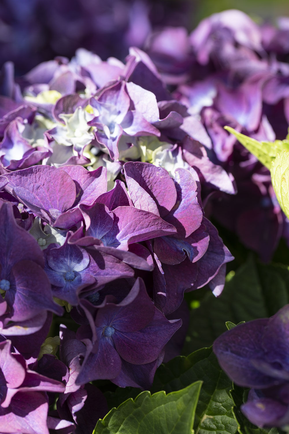 Lilla hortensia Lilla hortensia
