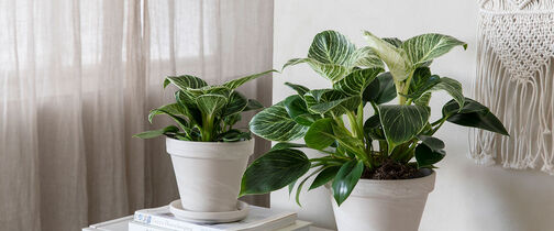 Philodendron white measure