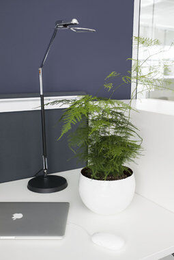 grønne planter i kontorlandskap
