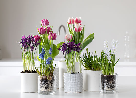 Løkblomster Løkblomster