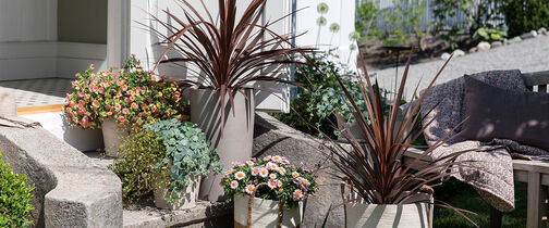 sommerblomster