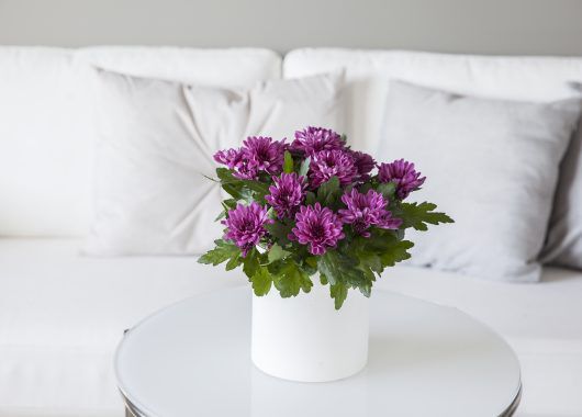 krysantemum er lettstelt og trives best der det er lyst krysantemum er lettstelt og trives best der det er lyst
