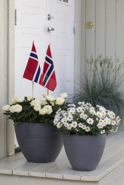 blomster i rødt, hvitt og grønt til nasjonaldagen blomster i rødt, hvitt og grønt til nasjonaldagen