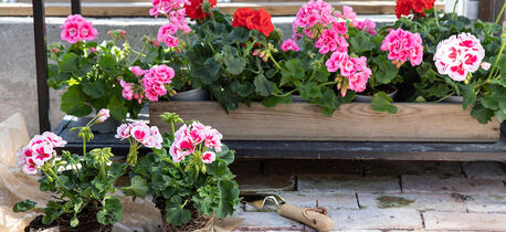 Pelargonia 