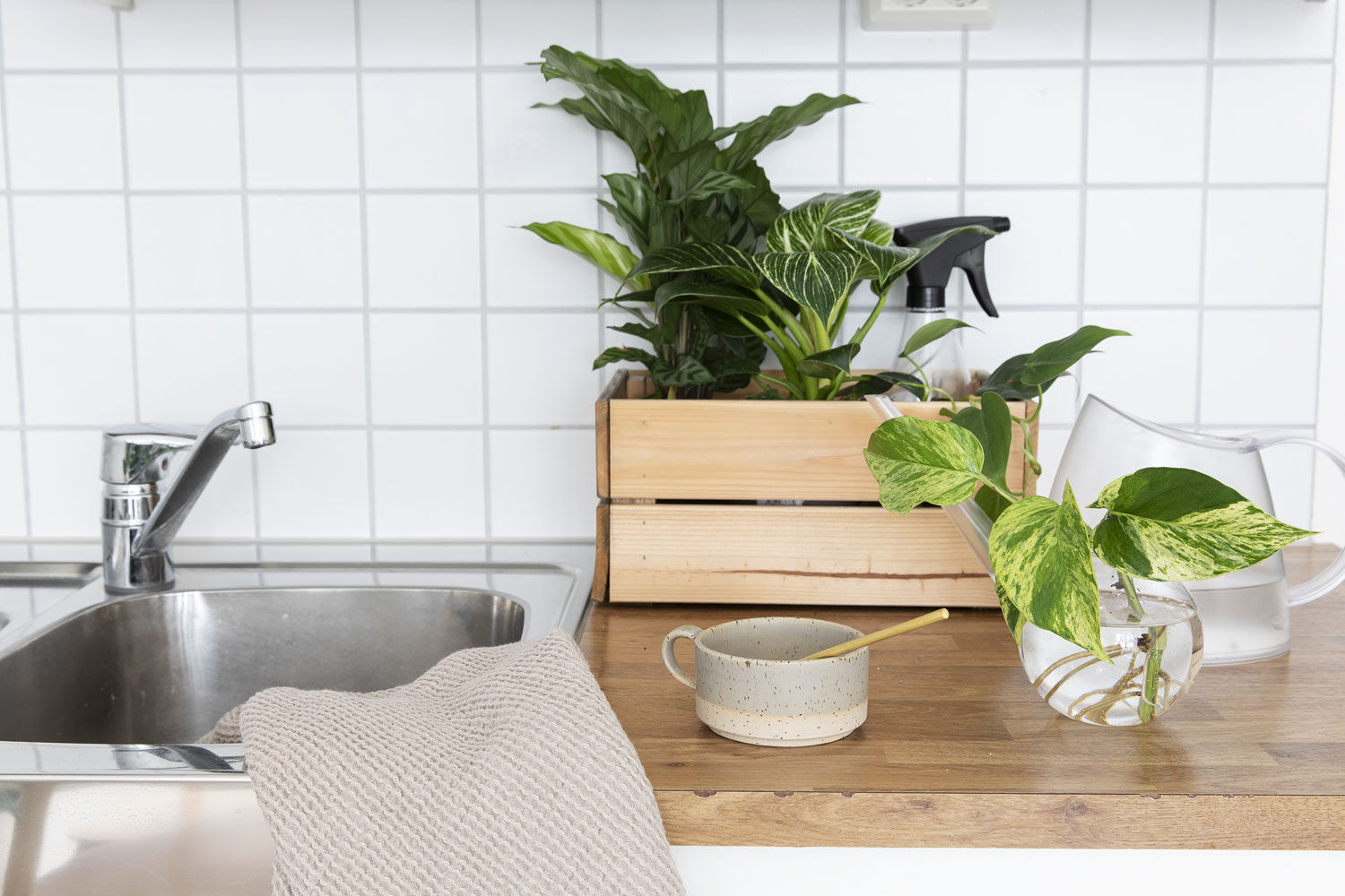 Grønne planter på hybel Grønne planter på hybel