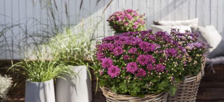 høst med frilandskrysantemum i rosa
