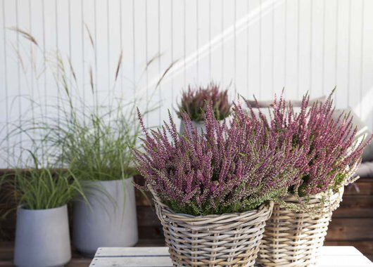 Calluna lyng i koselige kurver Calluna lyng i koselige kurver