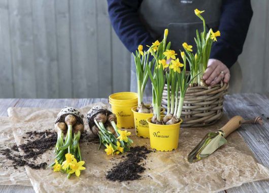 ta med barna og plant vakre vårblomster ta med barna og plant vakre vårblomster