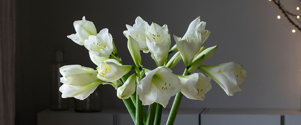 amaryllis i flere farger