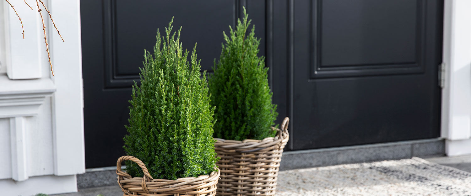 Einer - slik lykkes du - Mester Grønn