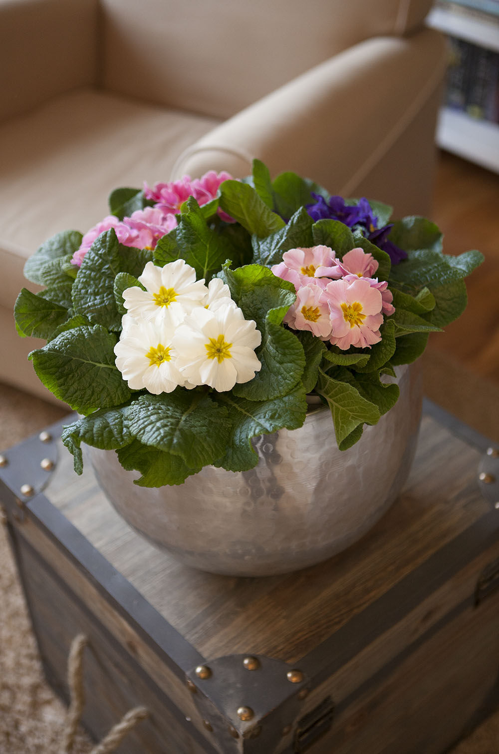 primula i potte primula i potte