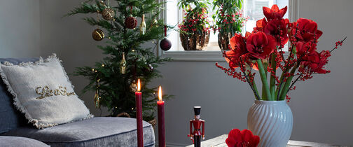 Vakker rød julebukett med amaryllis