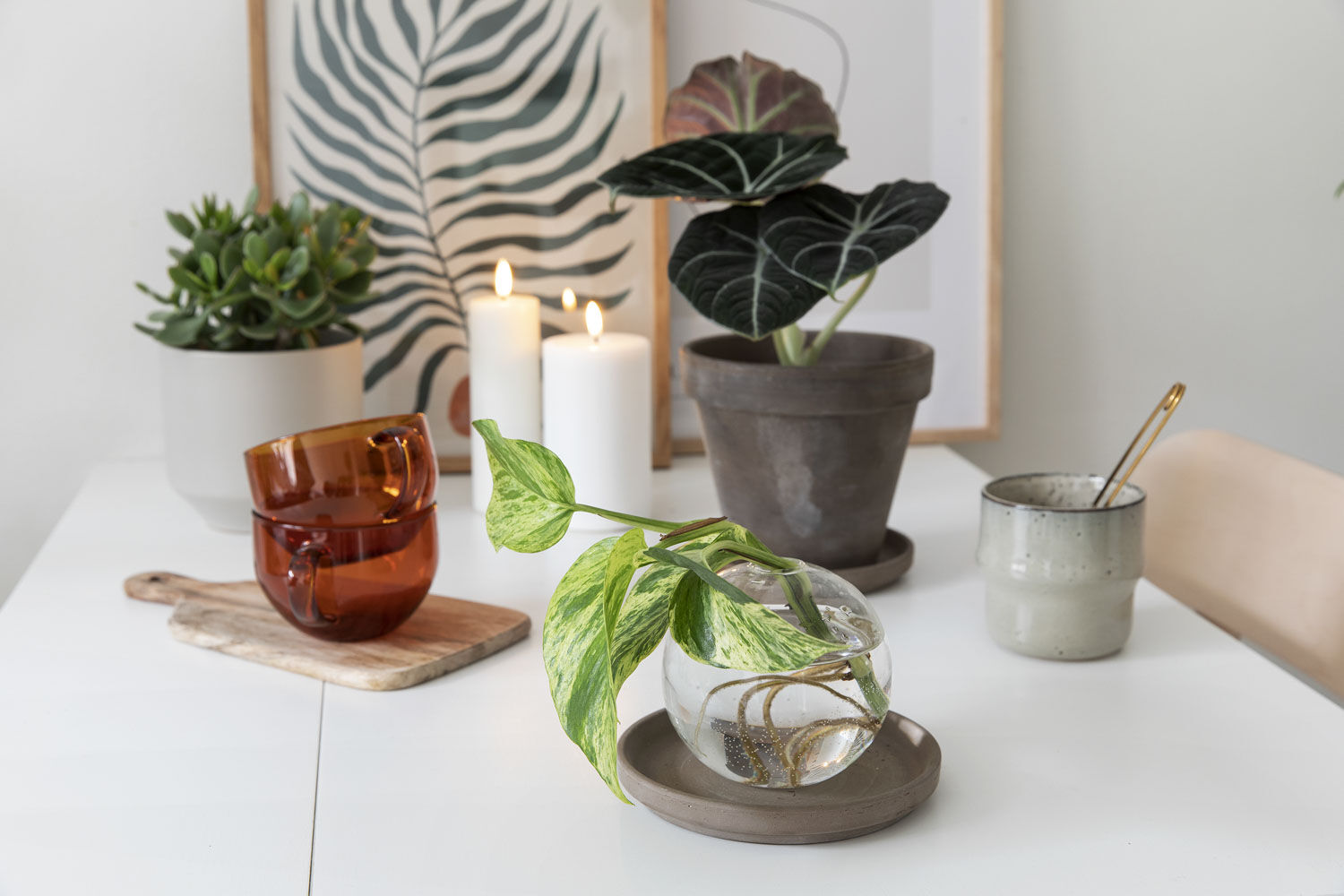 Grønne planter på hybel Grønne planter på hybel