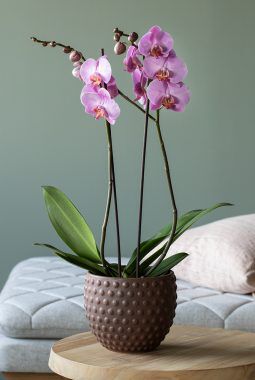 Lilla Phalaenopsis orkide Lilla Phalaenopsis orkide