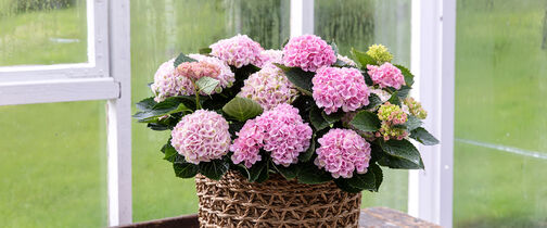 hortensia magical