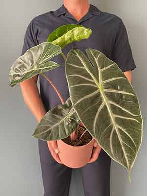 Alocasia Pink Dragon