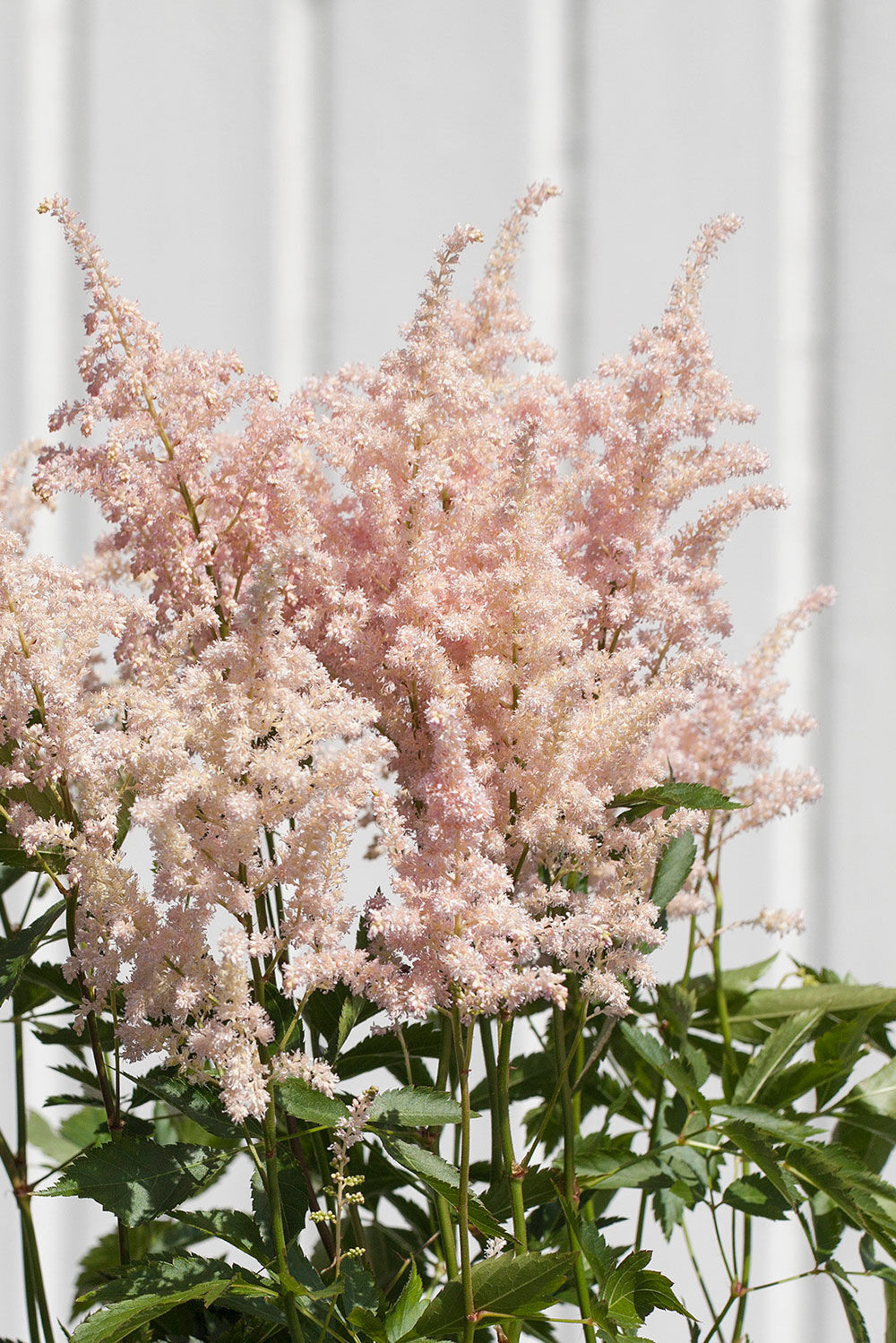 Astilbe