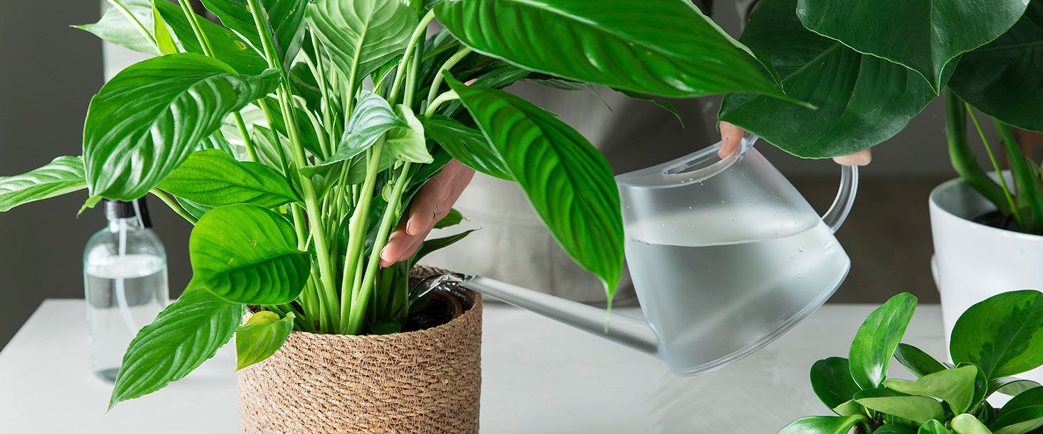 Grønne planter i stue