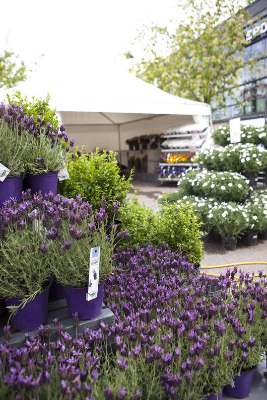 Lavendel på utemarkedet Lavendel på utemarkedet