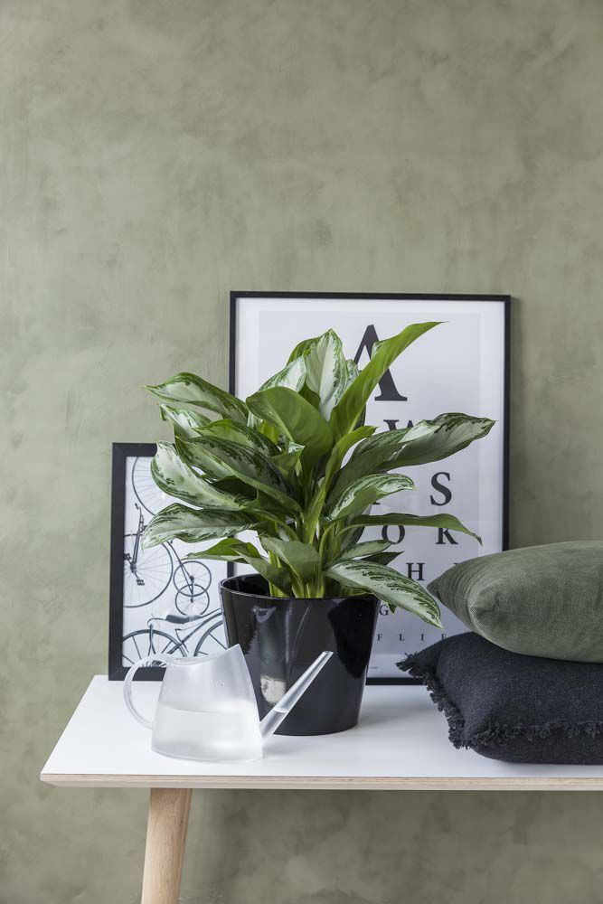 Aglaonema sjømannstrøst Aglaonema sjømannstrøst