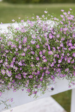 Rosa brudeslør i blomsterkasse Rosa brudeslør i blomsterkasse