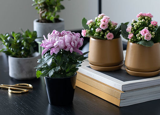 Miniplanter Miniplanter