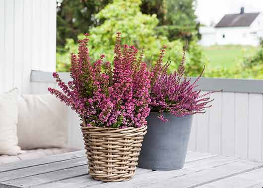 calluna lyng calluna lyng
