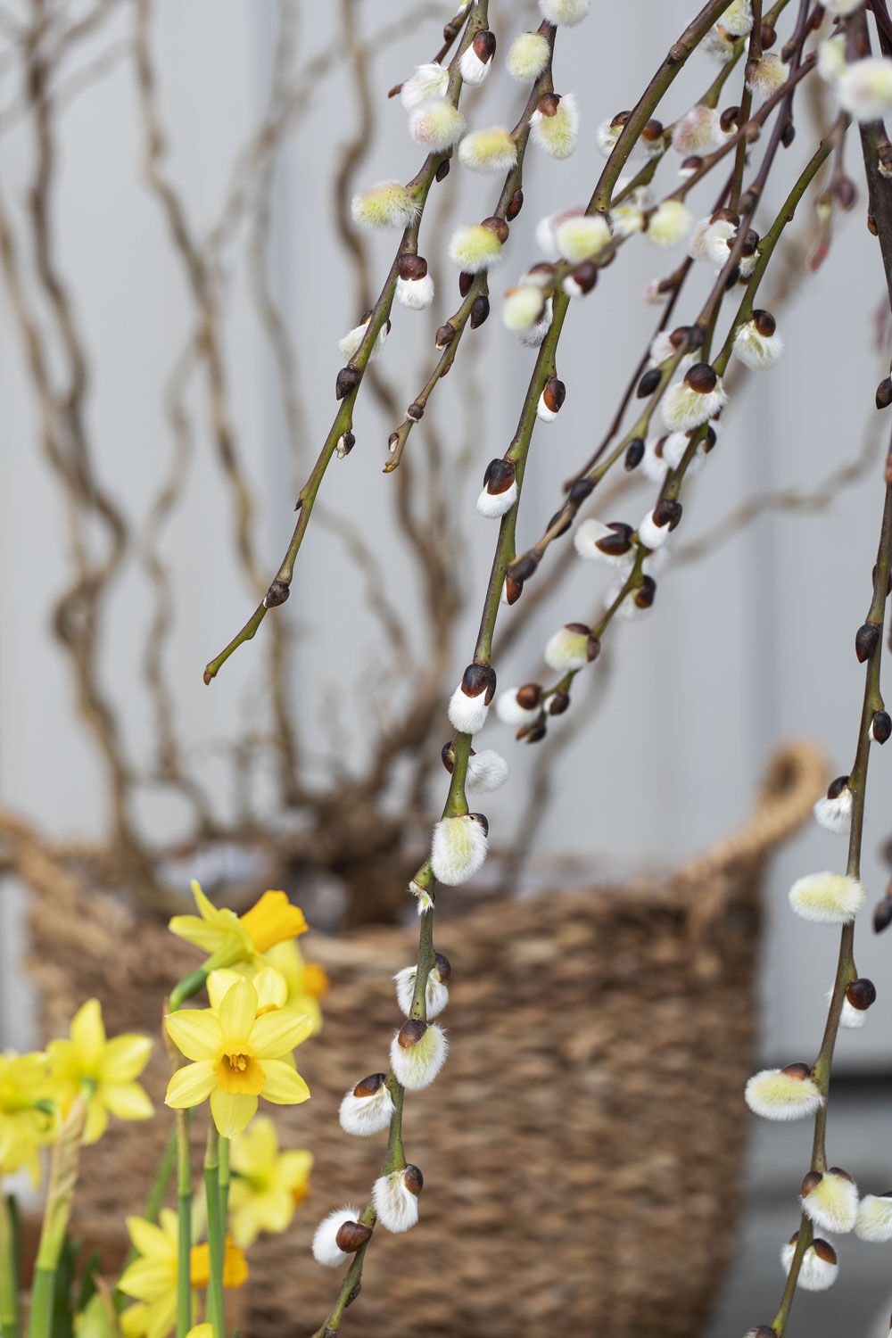 Salix Salix