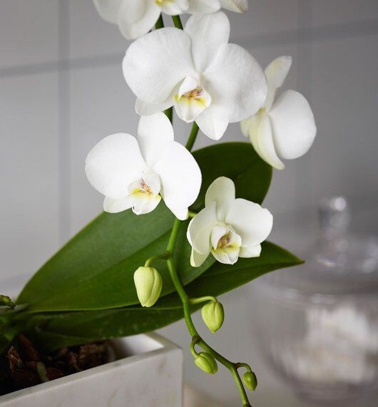 Hvit orkide på badet