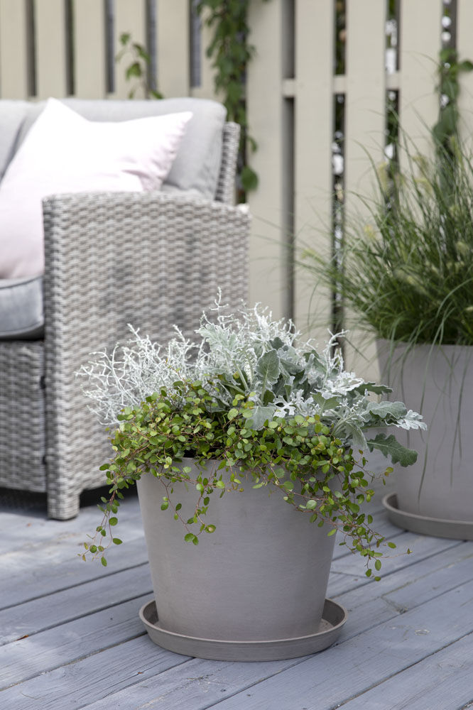 Høstblomster Høstblomster
