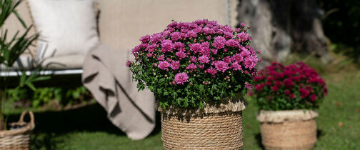 Blomster