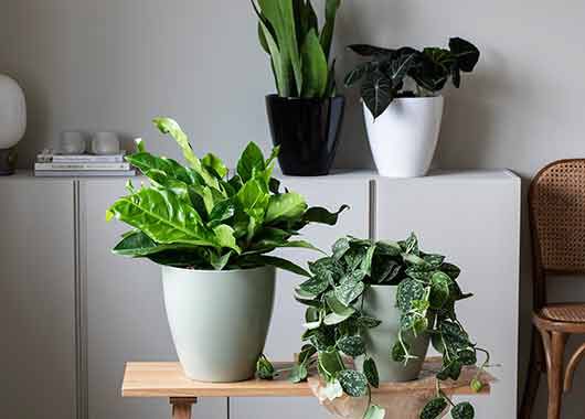Grønne planter Grønne planter