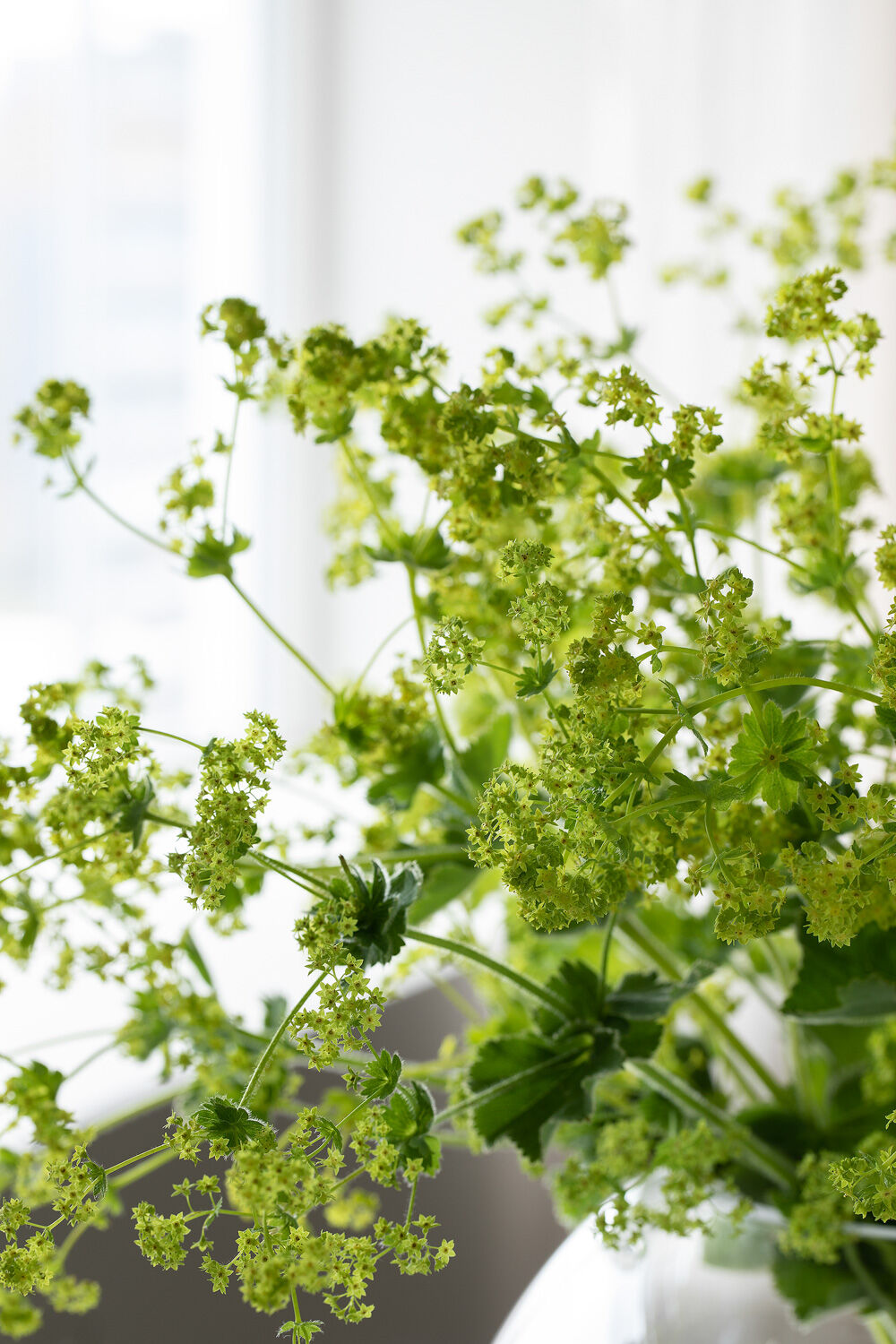 Alchemilla