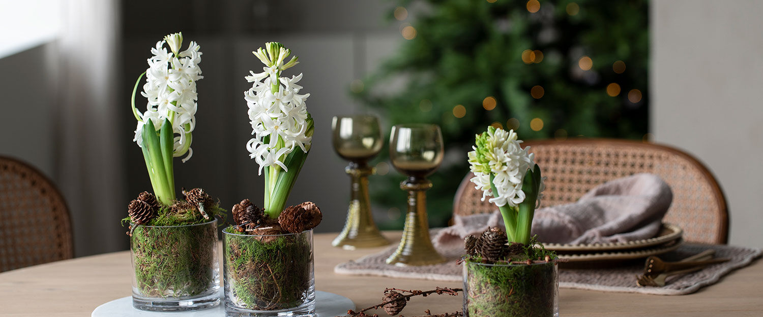 hvite svibler til jul