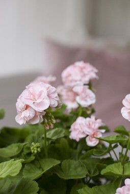 Dronning Ingrid er en populær Pelargonia Dronning Ingrid er en populær Pelargonia