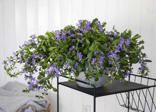 femtunge gir rikelig med blomster når den får tilstrekkelig næring og vann femtunge gir rikelig med blomster når den får tilstrekkelig næring og vann
