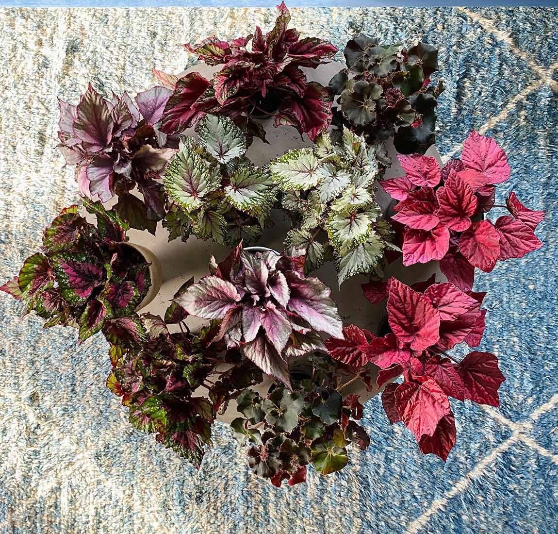 Begonia Rex Begonia Rex