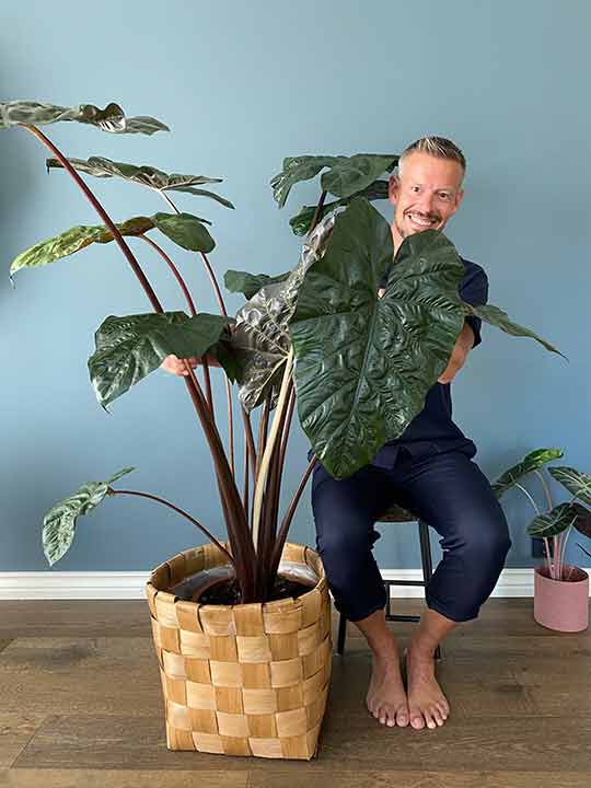 Alocasia Arcticgardener Alocasia Arcticgardener