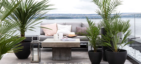 Terrassepalmer